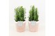Euphorbia trigona in terracotta pot 