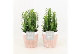 Euphorbia trigona in terracotta pot