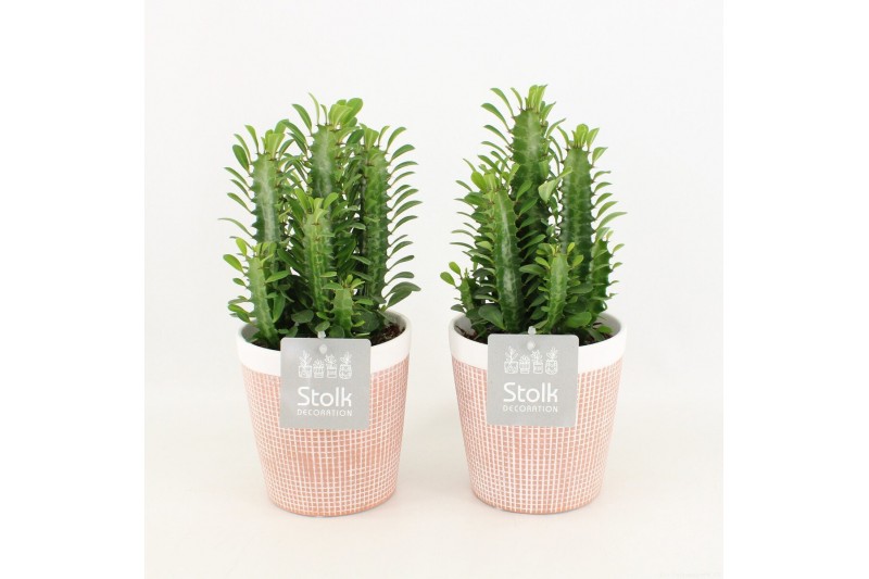 Euphorbia trigona in terracotta pot 