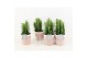 Euphorbia trigona in terracotta pot 