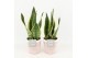 Sansevieria trifasciata futura superba in terracotta keramiek 