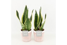 Sansevieria trifasciata futura superba in terracotta keramiek