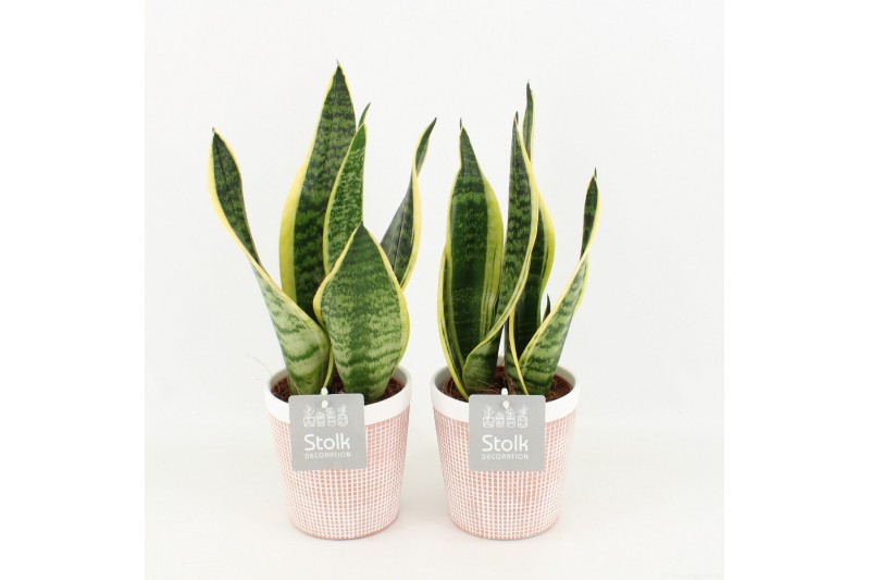 Sansevieria trifasciata futura superba in terracotta keramiek 