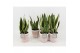 Sansevieria trifasciata futura superba in terracotta keramiek 