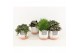 Kamerplanten mix in milou keramiek 