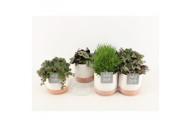 Kamerplanten mix in milou keramiek