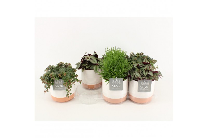 Kamerplanten mix in milou keramiek 
