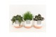 Kamerplanten mix in milou keramiek 
