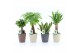 Kamerplanten mix amazone mix in nature keramiek 