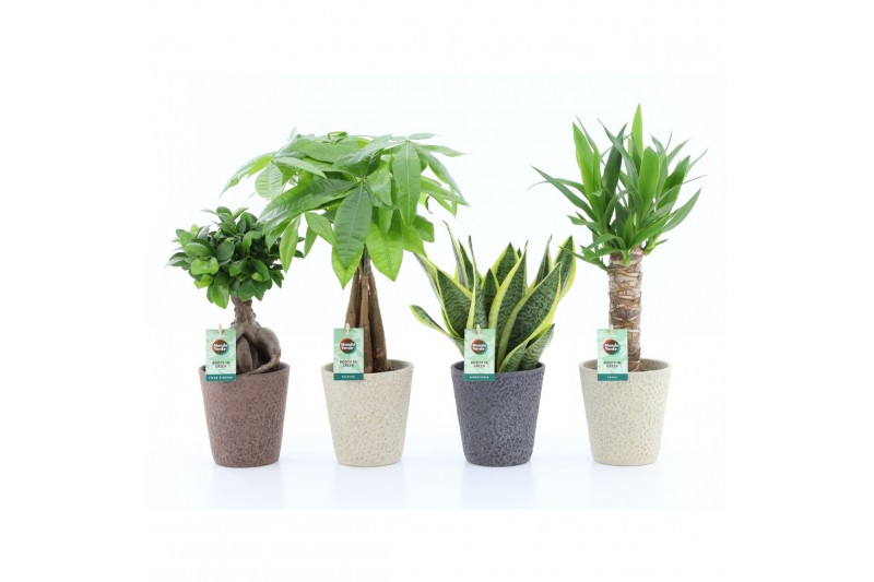 Kamerplanten mix amazone mix in nature keramiek Kamerplanten mix amazone mix in nature keramiek