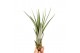 Tillandsia Tillandsia faciculata 1 bl. 