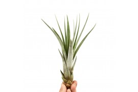 Tillandsia Tillandsia faciculata 1 bl.