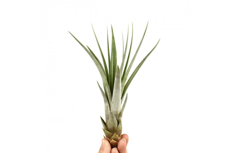 Tillandsia Tillandsia faciculata 1 bl. 