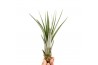 Tillandsia faciculata