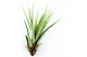 Tillandsia Tillandsia faciculata 1 bl. 