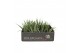 Tillandsia Tillandsia faciculata 1 bl. 