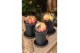 Gymnocalycum mihanovichii japan mix Gymno Cactus Variegated 1 pp 