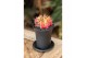 Gymnocalycum mihanovichii japan mix Gymno Cactus Variegated 1 pp 