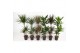 Dracaena mix 60-30-15 