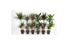 Dracaena mix 60-30-15