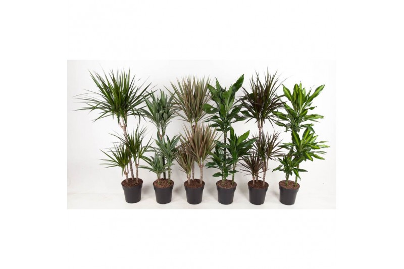 Dracaena mix 60-30-15 
