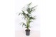 Howea forsteriana 