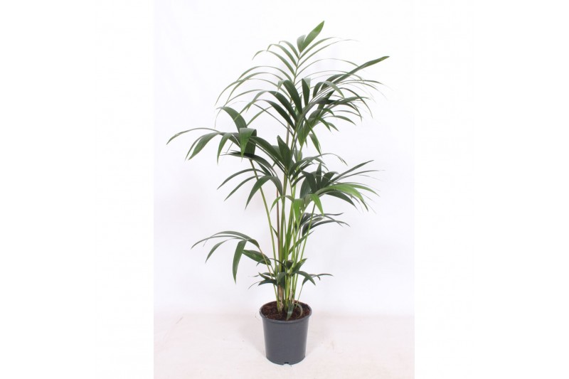 Howea forsteriana 