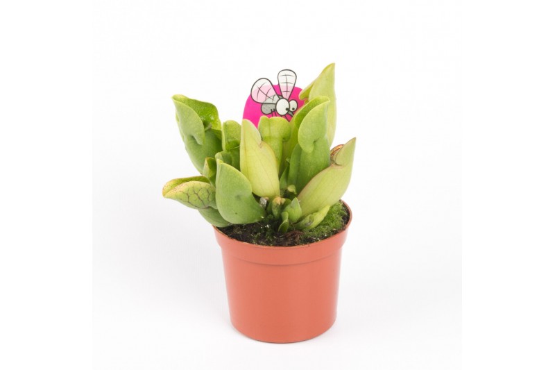 Sarracenia purpurea venosa 