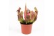 Sarracenia tess 