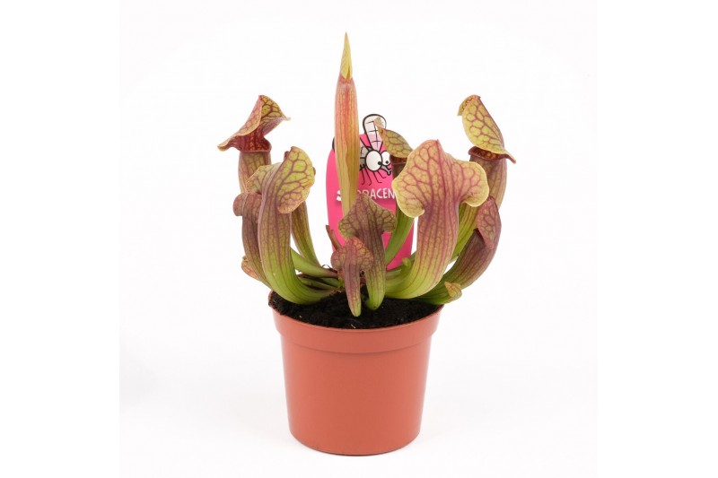 Sarracenia tess 