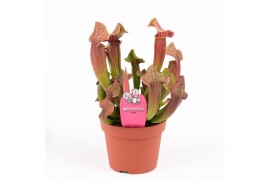 Sarracenia tess