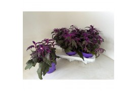 Gynura purple passion