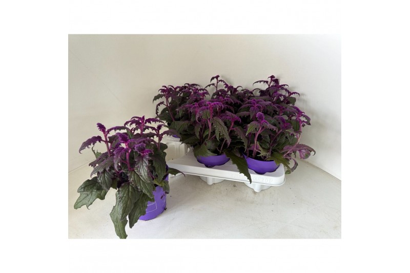Gynura purple passion 
