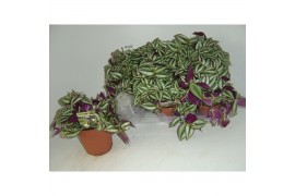 Tradescantia zebra