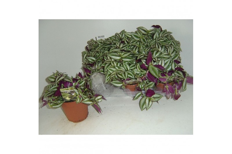 Tradescantia zebra 