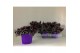 Tradescantia purple passion 
