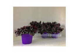 Tradescantia purple passion