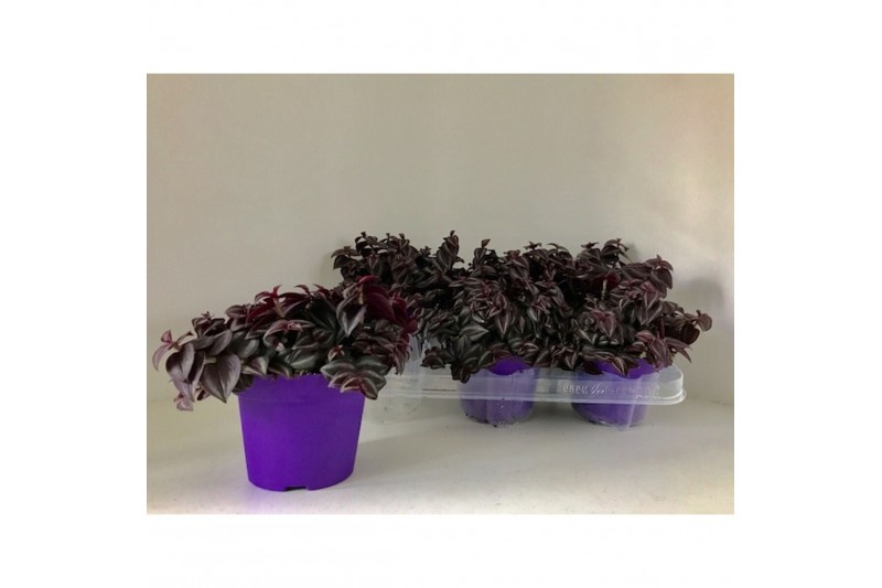 Tradescantia purple passion 