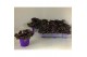 Tradescantia purple passion 