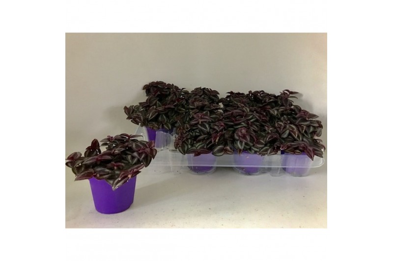 Tradescantia purple passion 