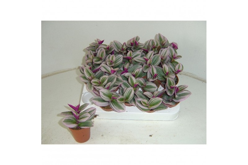 Tradescantia albiflora nanouk 