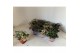 Tradescantia mix 