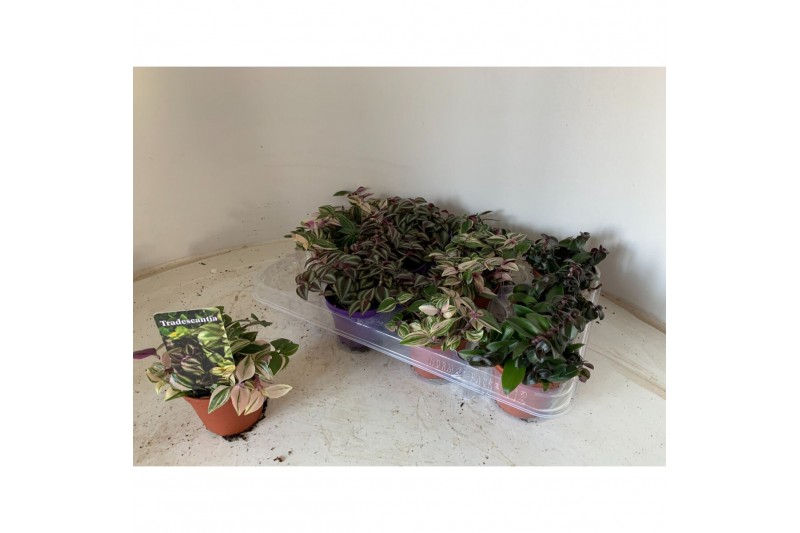 Tradescantia mix 