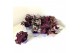 Tradescantia mix 