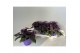 Overig groene planten Gynura 