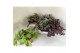 Tradescantia mix 