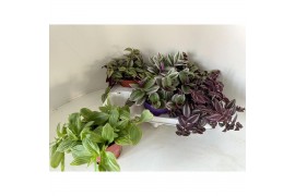 Tradescantia mix
