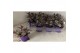Tradescantia albiflora nanouk 