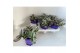 Tradescantia white 