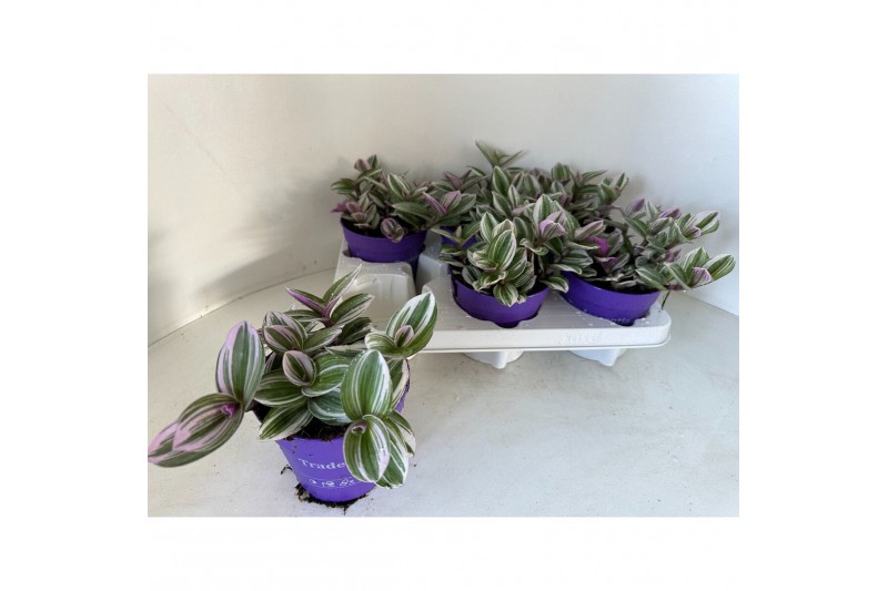 Tradescantia white 